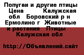 Попугаи и другие птицы › Цена ­ 500 - Калужская обл., Боровский р-н, Ермолино г. Животные и растения » Птицы   . Калужская обл.